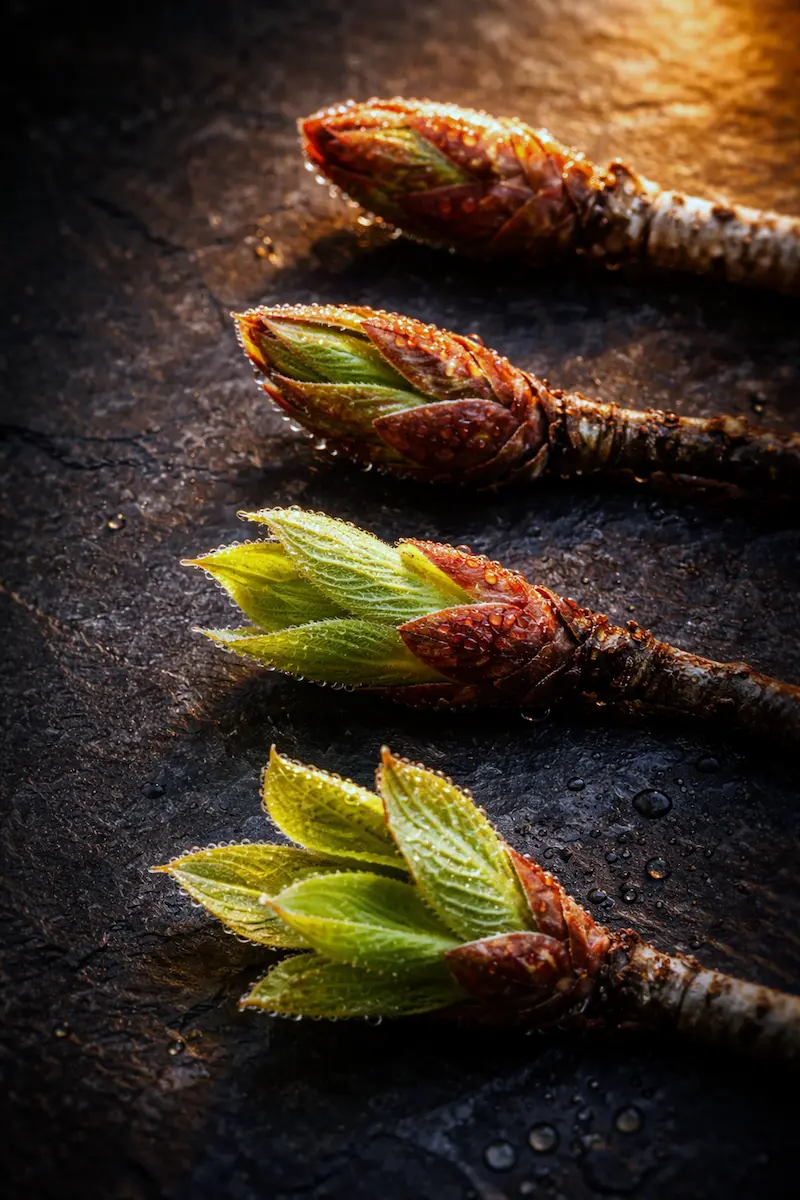 Photo of Different plant buds at varying stages of opening