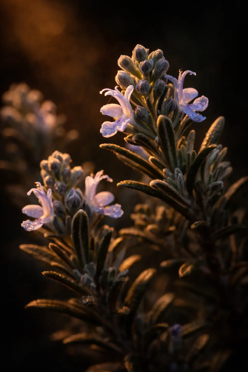 Photo of Rosemary bud gemmotherapy Romarin